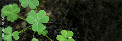 Green background with three-leaved shamrocks, Lucky Irish Four Leaf Clover in the Field for St. Patricks Day holiday symbol. with three-leaved shamrocks, St. Patrick's day holiday symbol, earth day.