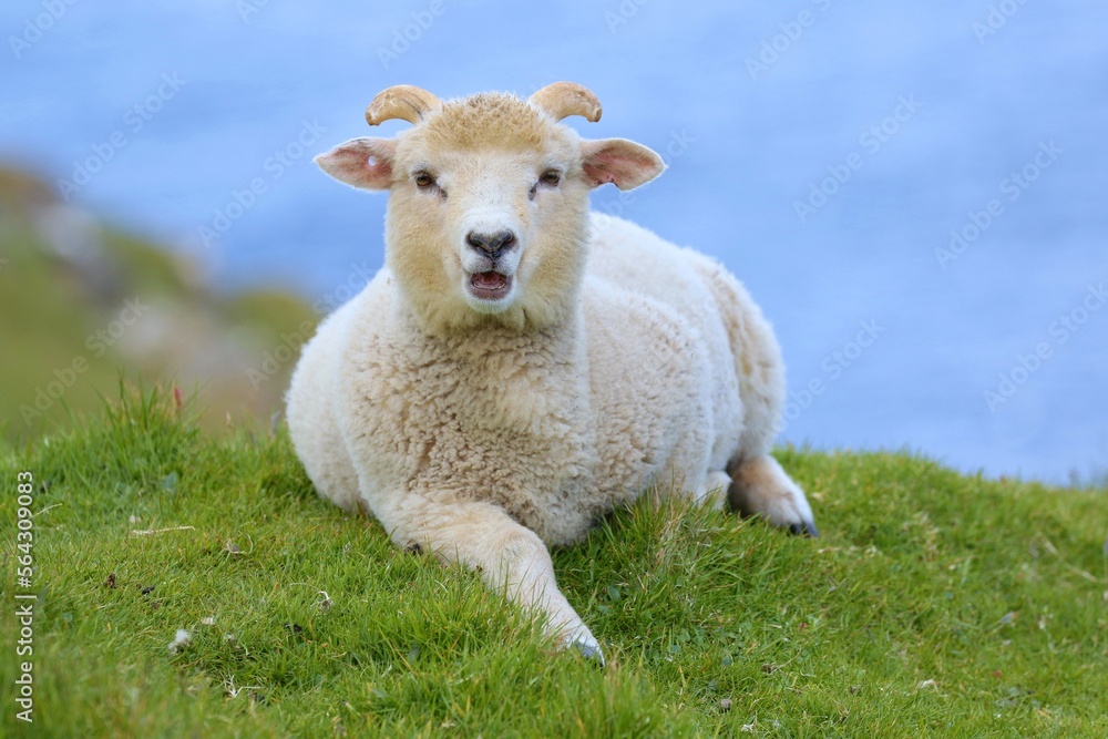 Scotland, Shetland Islands, Beautiful view of island Shetland sheeps