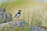 The common ringed plover or ringed plover (Charadrius hiaticula) with green background and super soft light, Shetland Islands, Kulík Písečný
