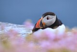 The Atlantic puffin (Fratercula arctica), common puffin, papuchalk severní at their breeding place, Shetland island