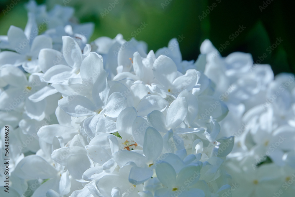 Lilac flowers blooming in the spring garden. Variety of white lilac. Lilac flowers blooming in the spring garden. Variety of white lilac.