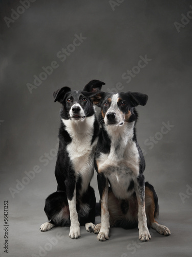 two dogs hugging. Happy Border Collie on a grey canvas background in studio. love pet