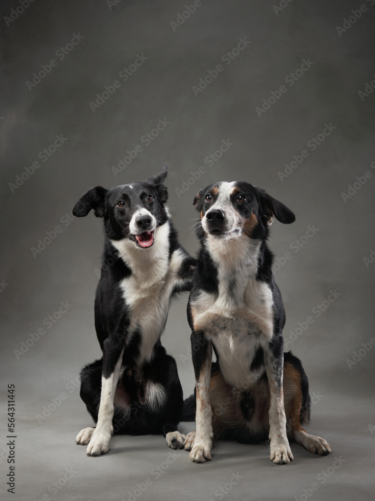 two dogs hugging. Happy Border Collie on a grey canvas background in studio. love pet