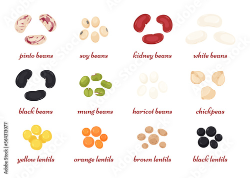 Leguminous set. Grains of beans, soybeans, lentils, chickpeas, mung. Organic superfood Vector illustration in flat style isolated on white background