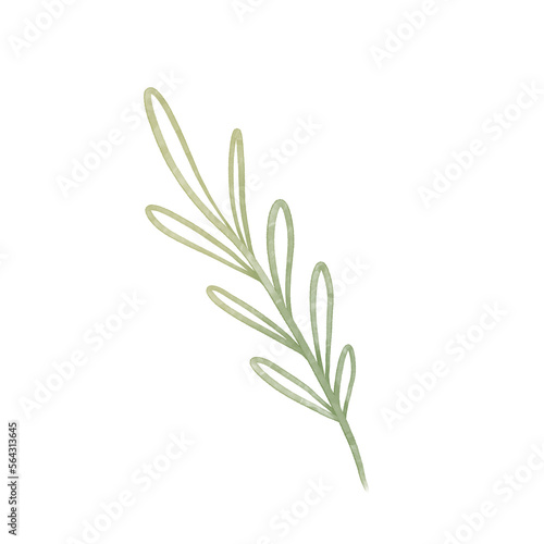 Watercolor elegant branch. Green Outline leaves for wedding  holidays  invitation  greeting card decoration