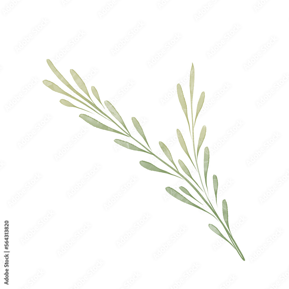 Fototapeta premium Watercolor elegant branch. Green Outline leaves for wedding, holidays, invitation, greeting card decoration