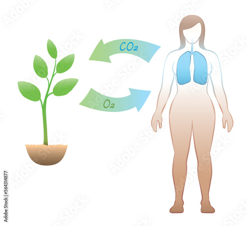 Carbon dioxide oxygen exchange between humans and plants. Exhalation and absorption of CO2 Carbon dioxide - inhalation and release of O2 Oxygen - meaningful and vital carbon cycle through breathing.
