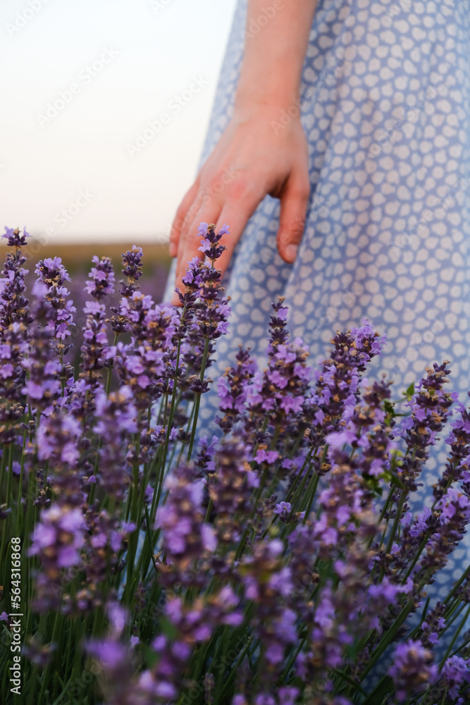 A woman's hand touches lavender flowers on a summer evening in a lavender field. Vertical image. A woman's hand touches lavender flowers on a summer evening in a lavender field. Vertical image.