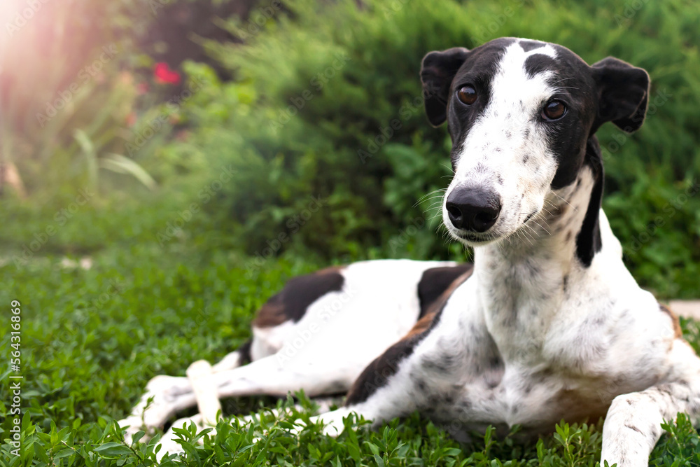 Fototapeta premium Greyhound dog portrait on the background of nature on a summer day.