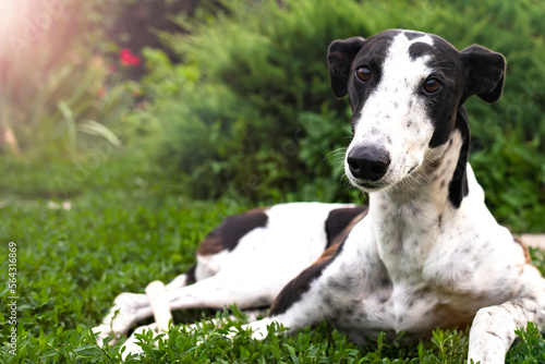 Fototapeta Naklejka Na Ścianę i Meble -  Greyhound dog portrait on the background of nature on a summer day.