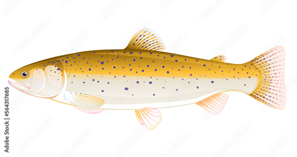 Realistic brown trout fish isolated illustration, one freshwater fish on side view Realistic brown trout fish isolated illustration, one freshwater fish on side view