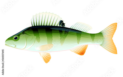 Realistic perch fish isolated illustration, one freshwater fish on side view