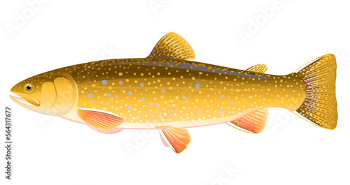 Realistic brook trout fish isolated illustration, one freshwater fish on side view