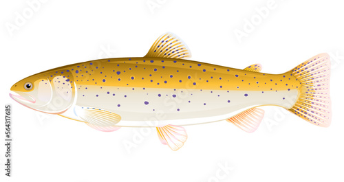 Realistic brown trout fish isolated illustration, one freshwater fish on side view