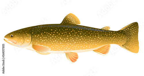 Realistic lake trout fish isolated illustration, one freshwater fish on side view