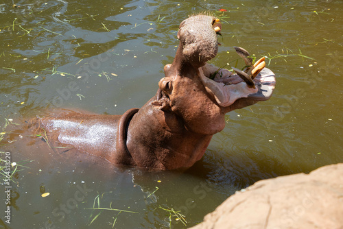 A hippo opens its mouth in a zoo on a very hot day.