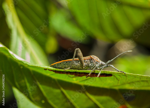 Grasshopper Anasa tristis on a leaf guarding its eggs. photo