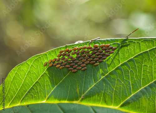 Photo of Anasa tristis grasshopper eggs on a leaf. photo