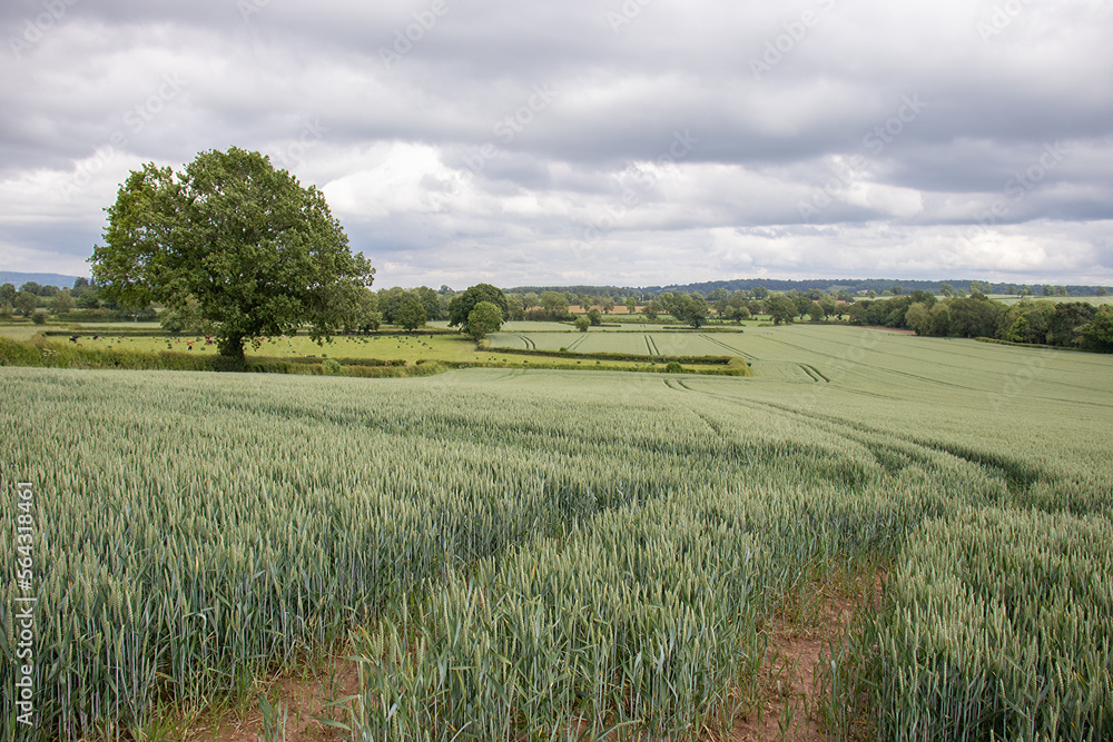 Wheat fields in the countryside of England.