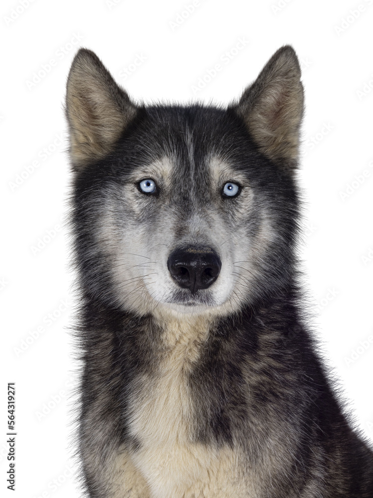 Head shot of handsome American Wolfdog, sitting up facing front. Looking towards camera.  Isolated cutout on a transparent background.