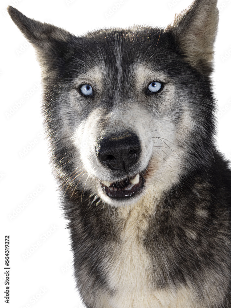 Durpy head shot of handsome American Wolfdog, sitting up facing front. Looking towards camera. Isolatedcutout on a transparent background. Durpy head shot of handsome American Wolfdog, sitting up facing front. Looking towards camera. Isolatedcutout on a transparent background.