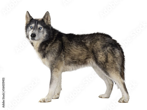 Handsome American Wolfdog  standing side ways  looking towards camera. Isolated cutout on a transparent background.