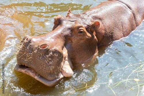A hippo in the zoo is taking a bath to cool off.