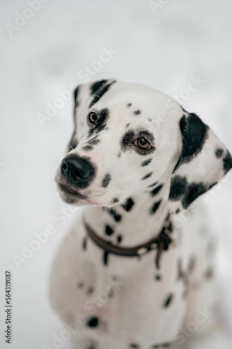 Portrait eines jungen Dalmatiner Hundes in Schnee Umgebung © CMP