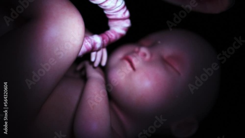 Baby Foetus in late stage of development in the womb with the placenta