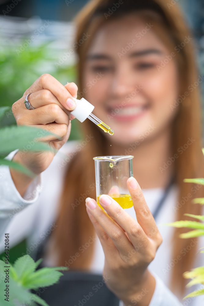 Fototapeta premium scientist checking hemp plants in a weed greenhouse. Concept of herbal alternative medicine, cbd oil, pharmaceptical industry