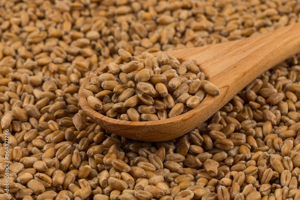 Wheat grain on white Wheat grain on white