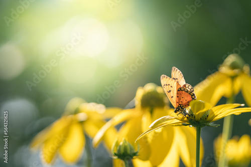 Canvas Print Beautiful nature view of butterfly on blurred background in garden with copy spa