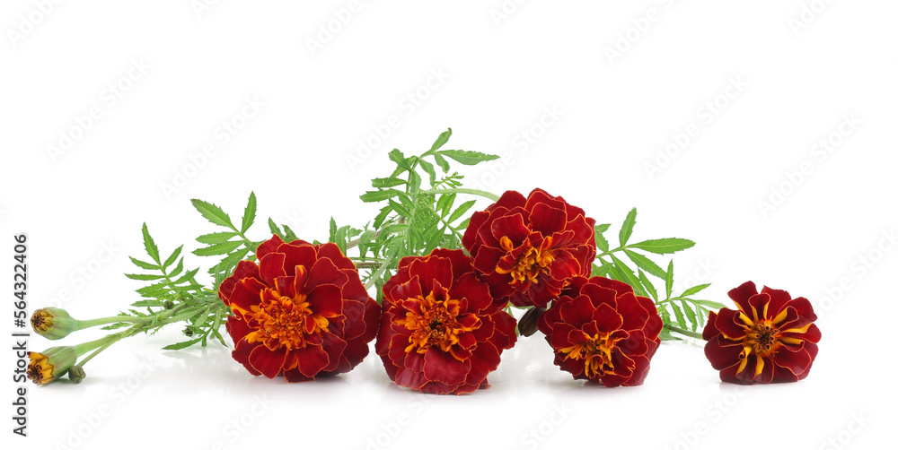 Fototapeta premium Tagetes, Marigold flowers isolated on a white background