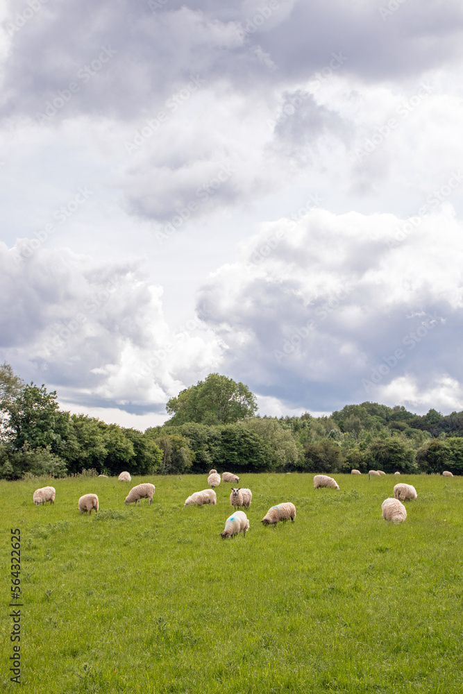 Flock of sheep on a meadow
