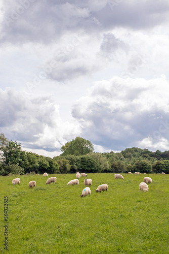 Flock of sheep on a meadow © Jenn's Photography 
