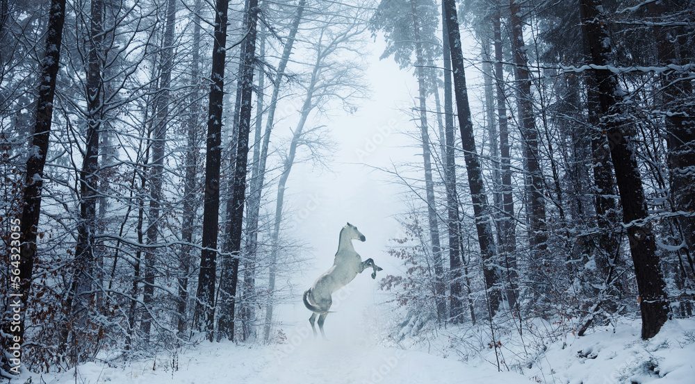 siwy magiczny koń w zimowej scenerii staje dęba, magic horse - obrazy, fototapety, plakaty 