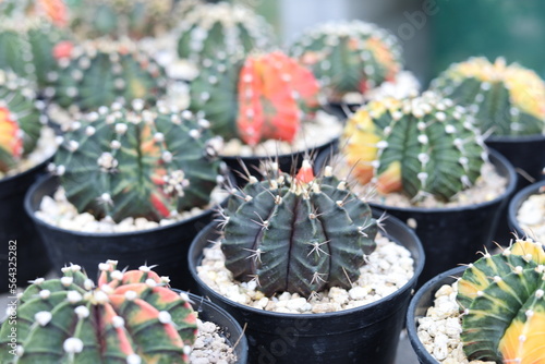 many pot of cactus in flower market