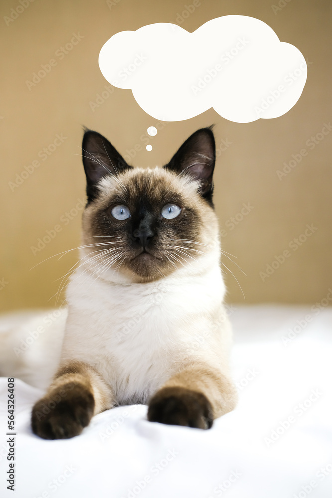 A Siamese cat is thinking or dreaming about something with a text bubble. Vertical image.
