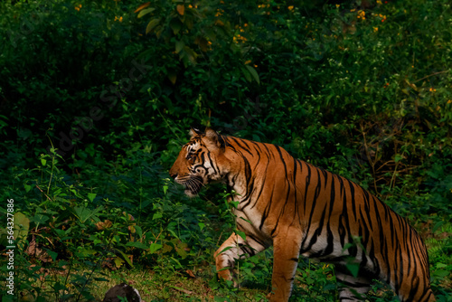 tiger walking in the nagarhole tiger reserve in the southern india . This was sighted in november 2022 with a mother and two sub adult photo