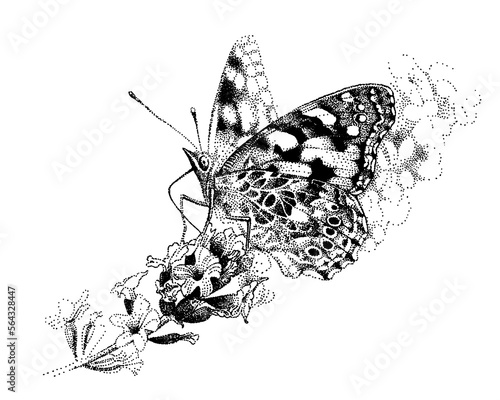 One butterfly Vanessa cardui. Painted Lady on lavender flower. Cosmopolitan eats in garden. Hand-drawn vector sketch. Monochrome Illustration.