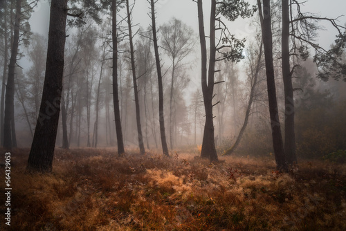 Hazy autumn forest