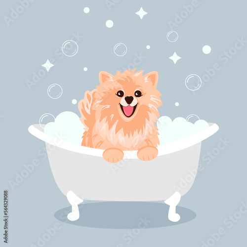 A cute cream spitz dog sitting and smiling with his tongue sticking out in a tub of bubbles.