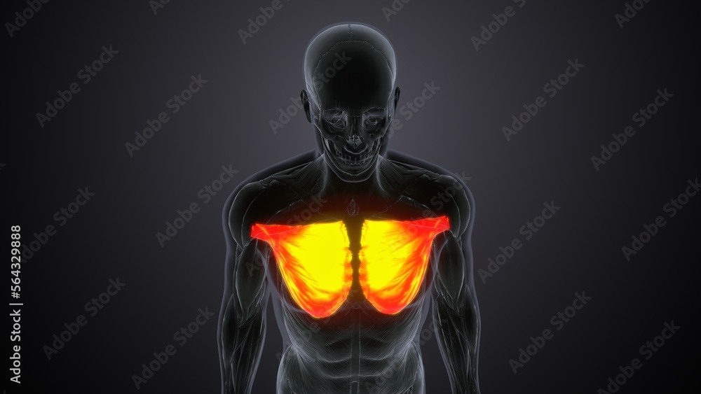 Sternocostal part of pectoralis major Anatomy.3d illustration Sternocostal part of pectoralis major Anatomy.3d illustration