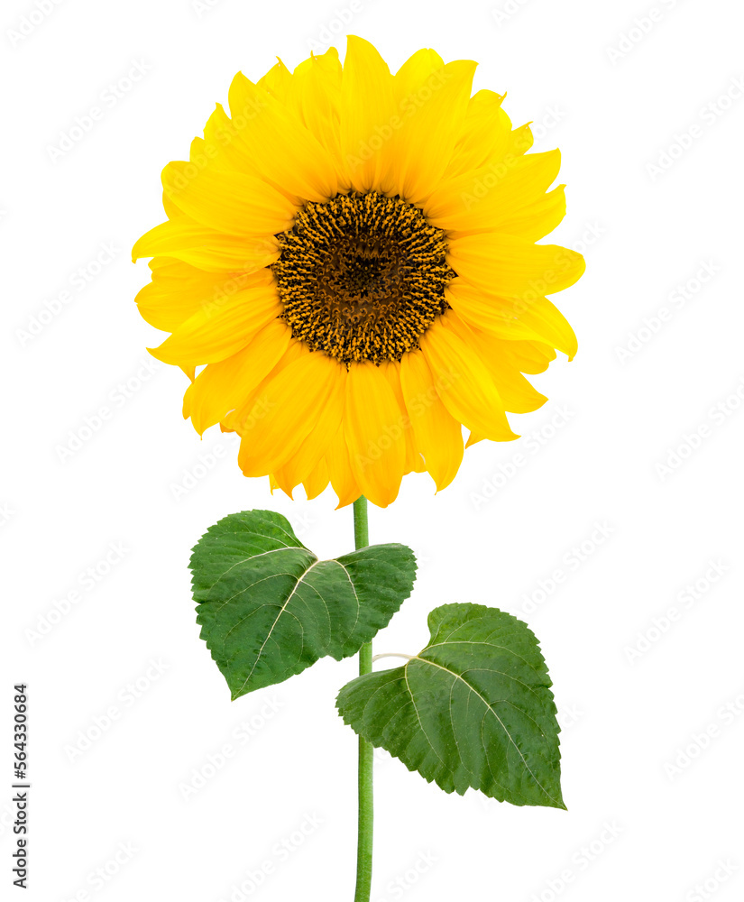 Sonnenblume mit grünen Blättern isoliert Sonnenblume mit grünen Blättern isoliert