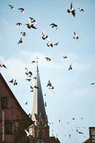 Pigeons flying over city roofs. High quality photo