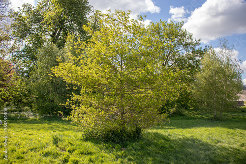 Summertime trees in the UK.