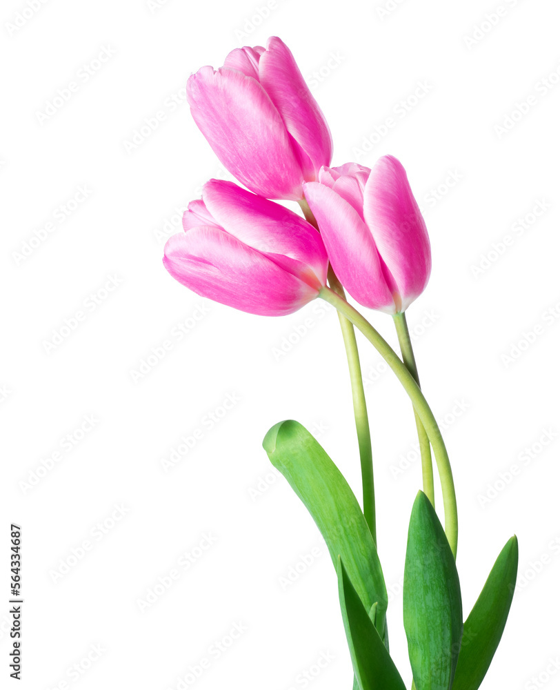 Bouquet of three fresh tulips close-up - obrazy, fototapety, plakaty 