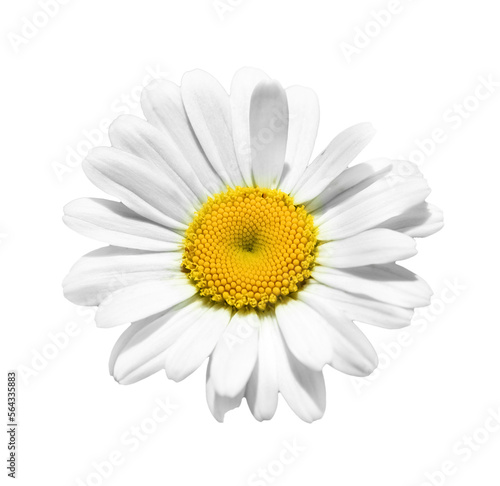 One white camomile flower isolated on white background. Flat lay, top view