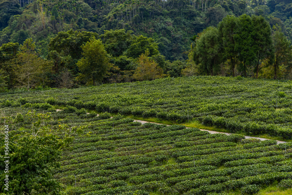 Green tea tree field on mountain