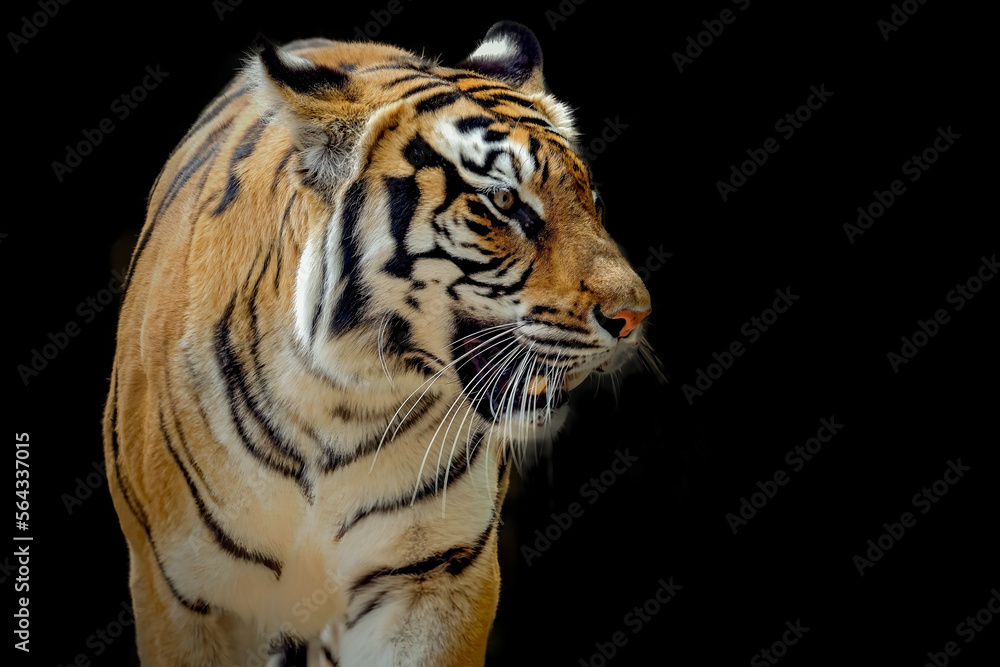 Fototapeta premium portrait of a tiger